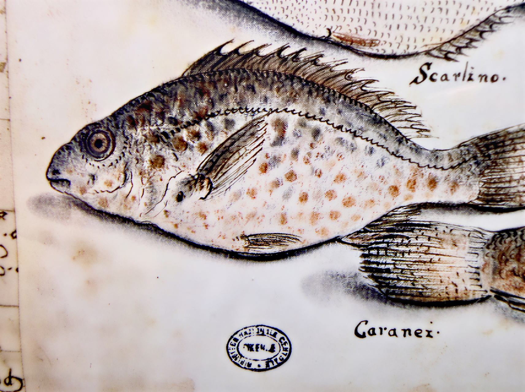 Illustration historique de poissons toscans, mettant en valeur l'art et la science de la biodiversité marine.